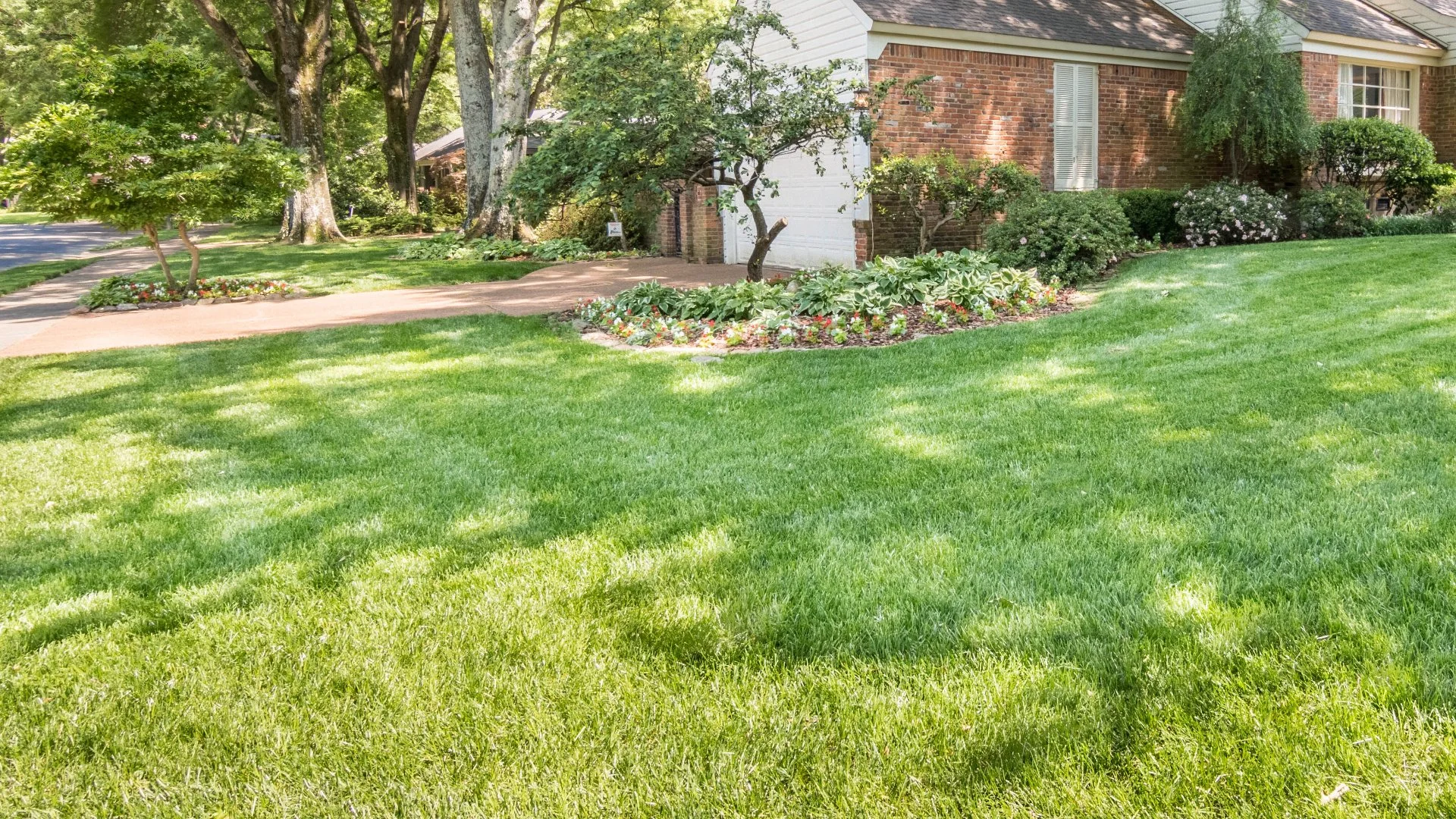 Why Aren't the Seeds Growing After Overseeding Your Lawn?