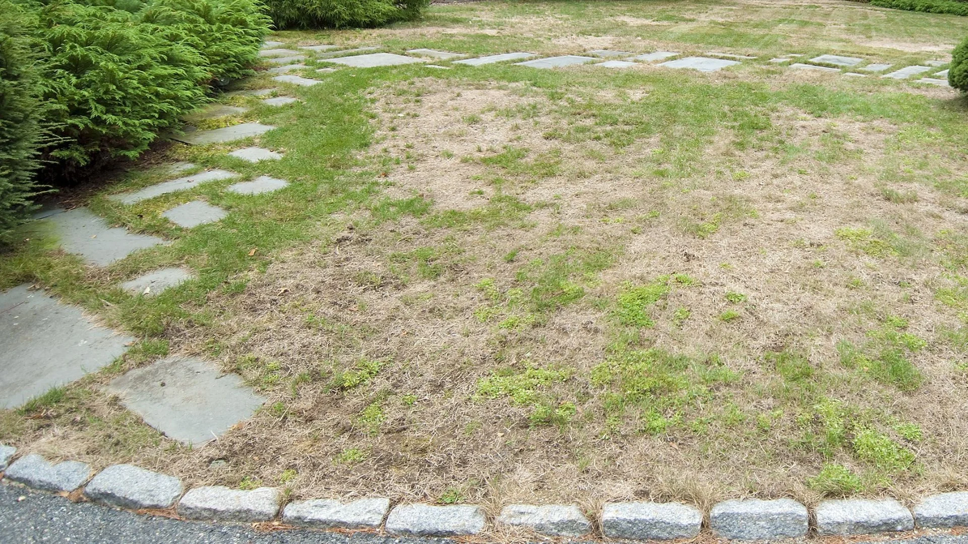 These Factors Can Contribute to a Thin, Patchy Lawn