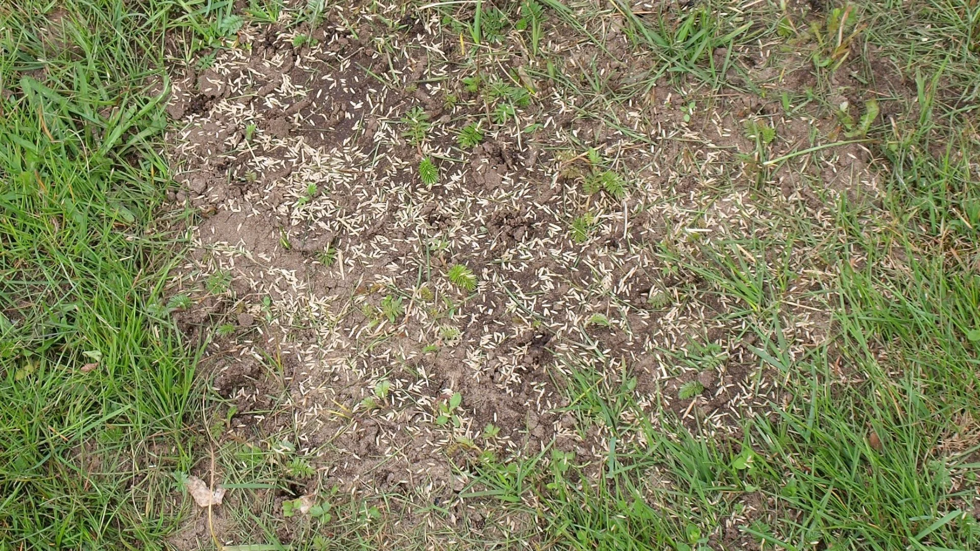 How Long Will It Take to See Results After Your Lawn Was Overseeded?
