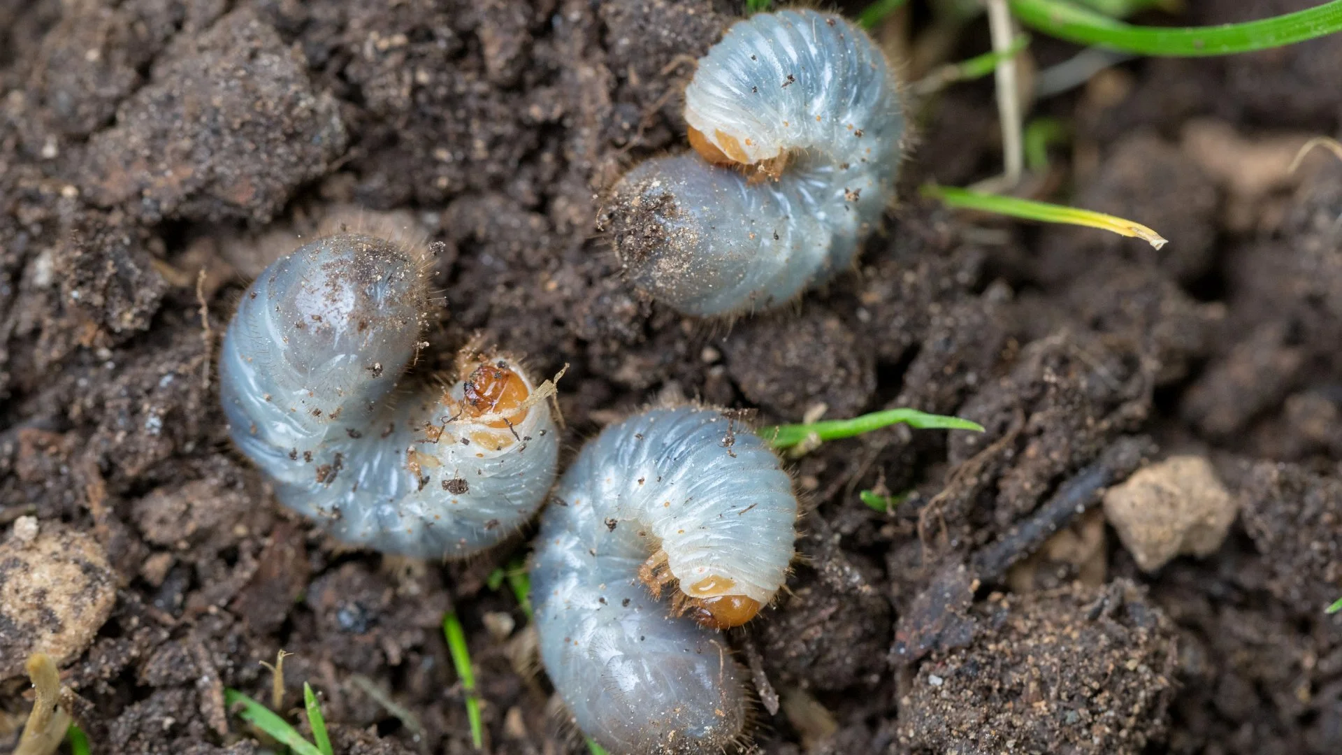 Don't Leave Your Lawn to Chance - Schedule Preventative Grub Control!