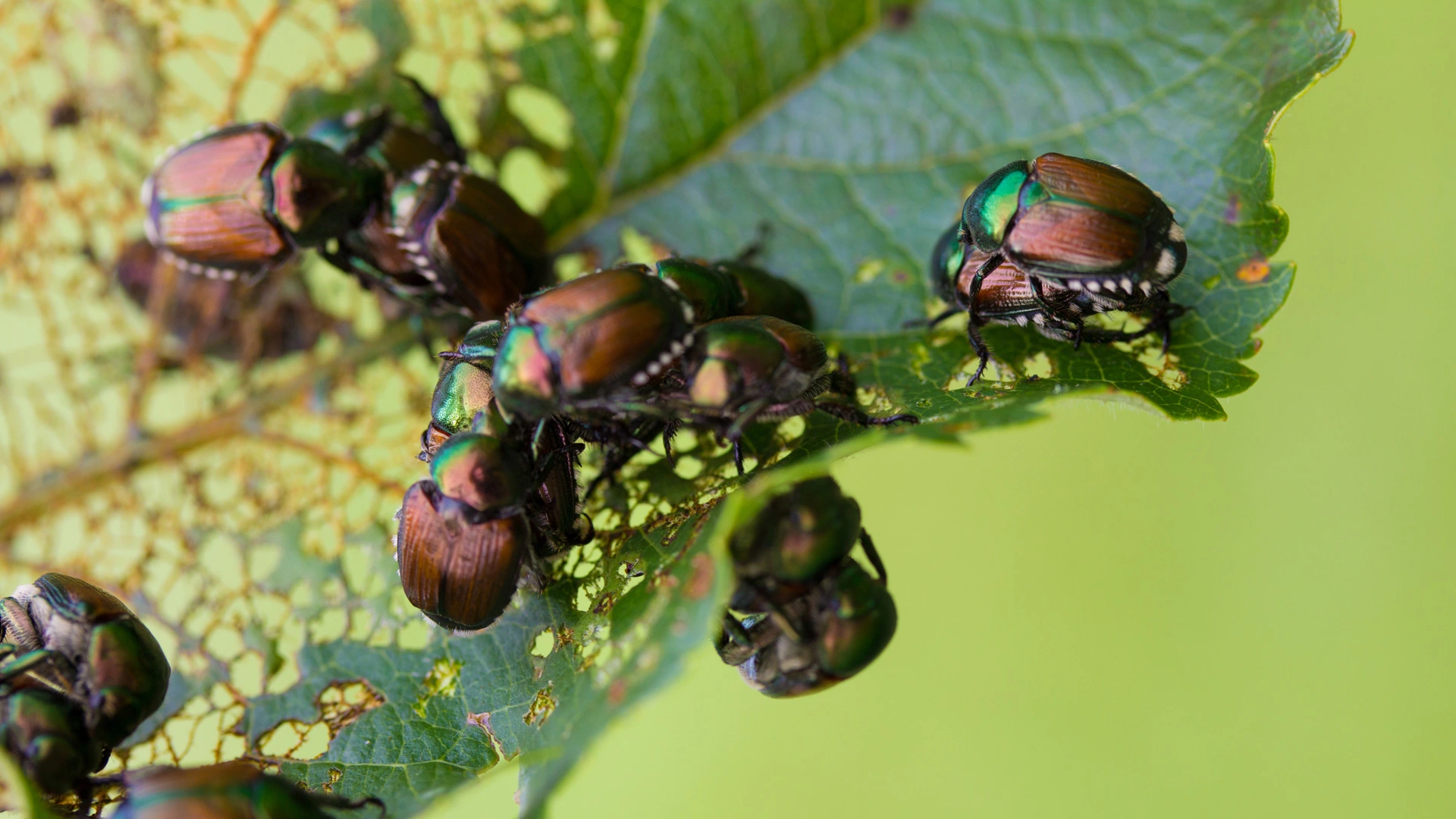 Tree and Shrub Insects, Diseases, & Fungus