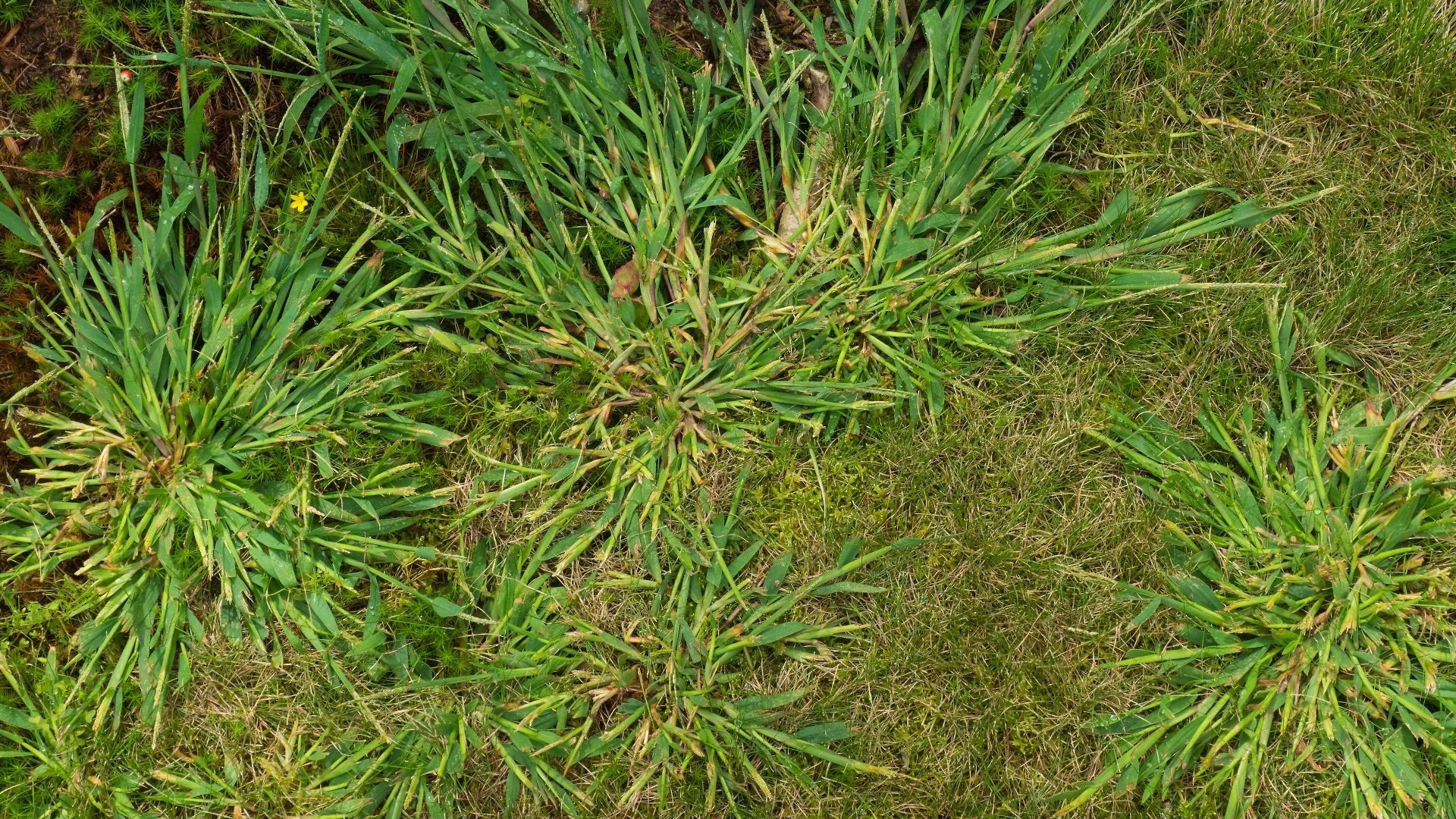 Is It Okay to Apply Weed Control Right After Overseeding Your Lawn?