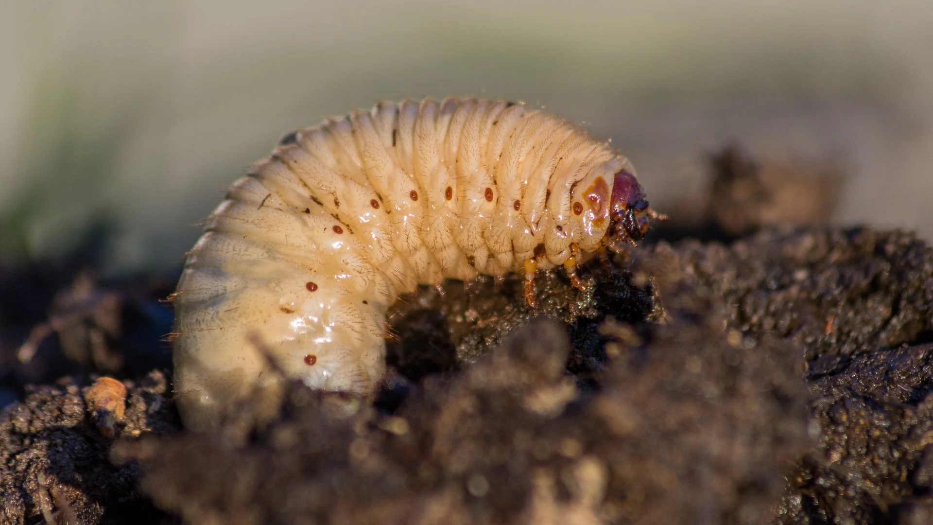 What Attracts Grubs to Your Lawn?