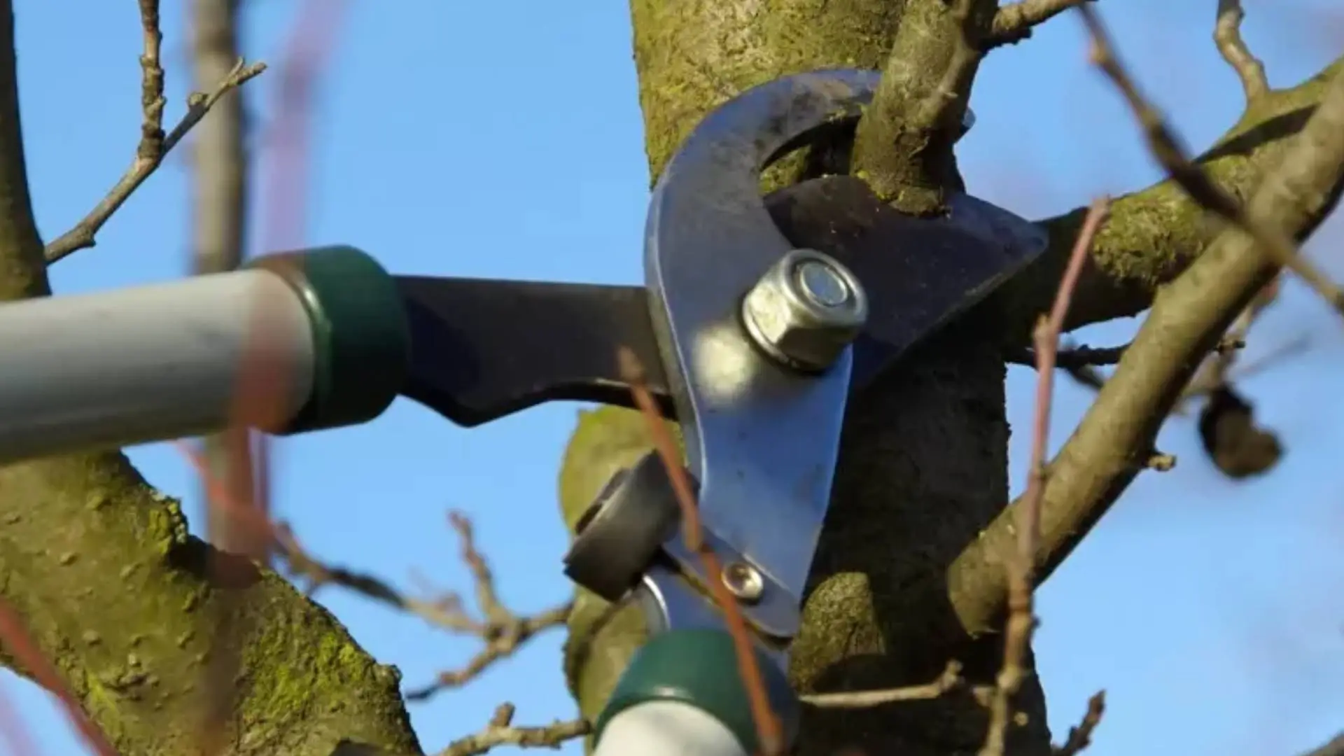 Why Winter Pruning Is Beneficial To Tree Health