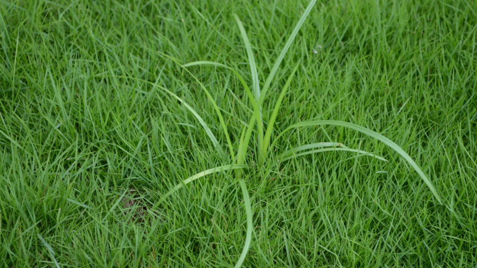 Purple vs Yellow Nutsedge: What's the Difference?