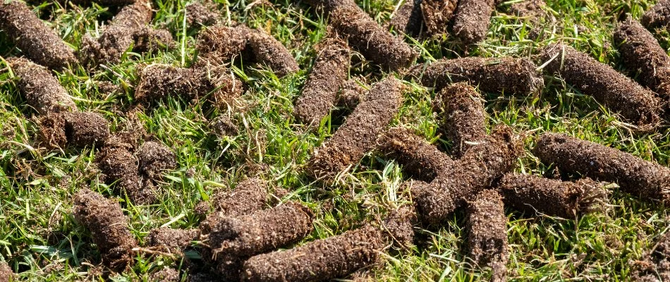 Aeration plugs on a lawn in Memphis, TN.