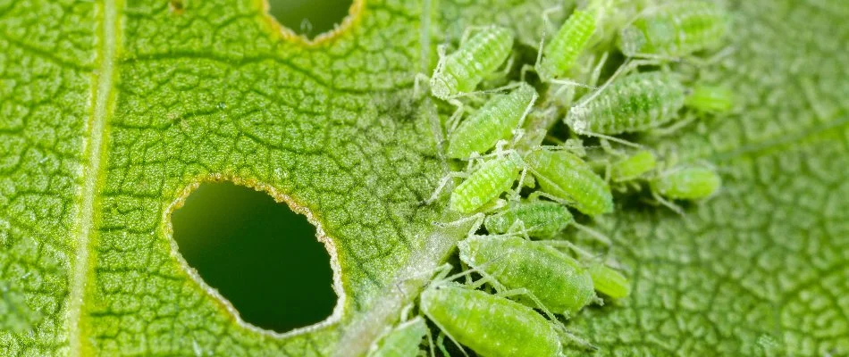 Aphids in Memphis, TN, feeding on a leaf.