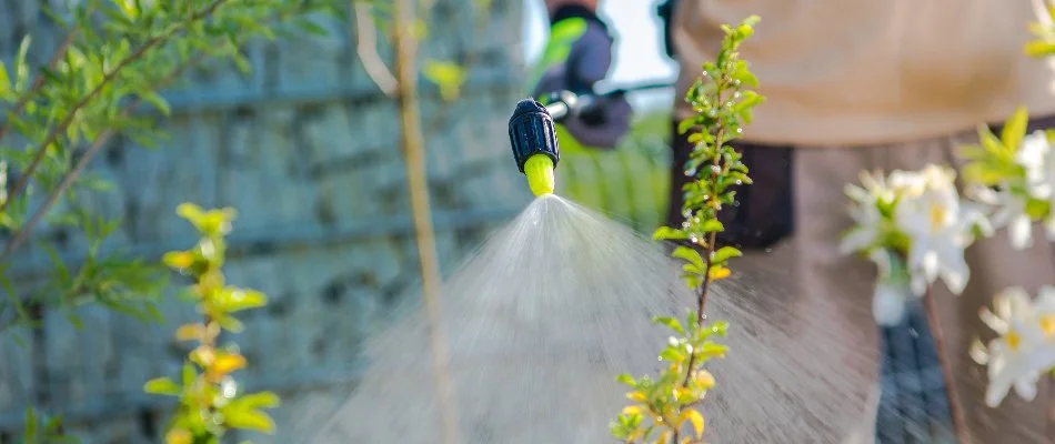Weed control treatment being applied to a landscape bed in Memphis, TN.