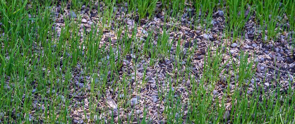 Bare areas of a lawn in Memphis, TN, with grass seeds.