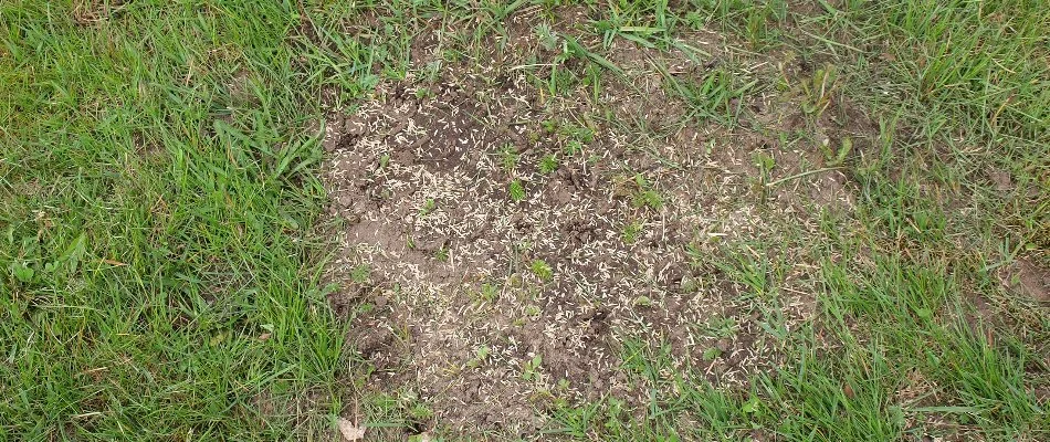 Bare patch on a lawn in Memphis, TN, with grass seeds.