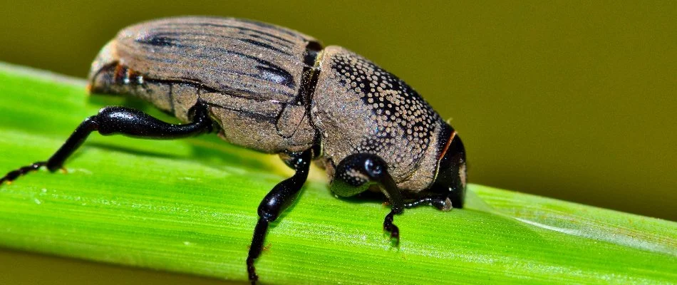 A hunting billbug is resting on a plant stem in Memphis, TN.
