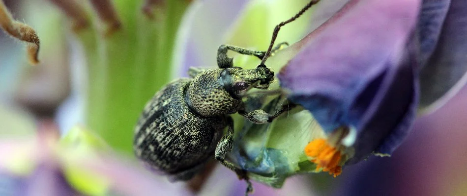 Close up of a hunting billbug in Memphis, TN.