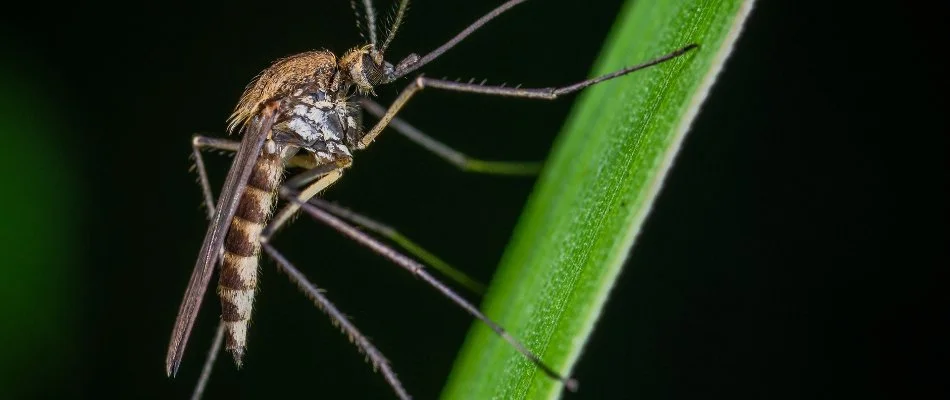 Close up of a mosquito on a stem in Memphis, TN.
