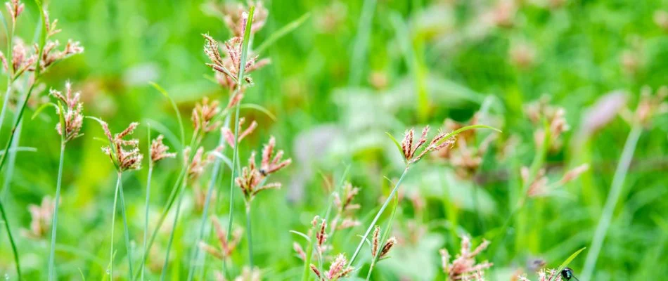 Close up of a yellow nutsedge weed in Memphis, TN.