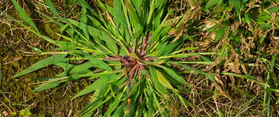 Crabgrass with a purple center on a lawn in Memphis, TN.