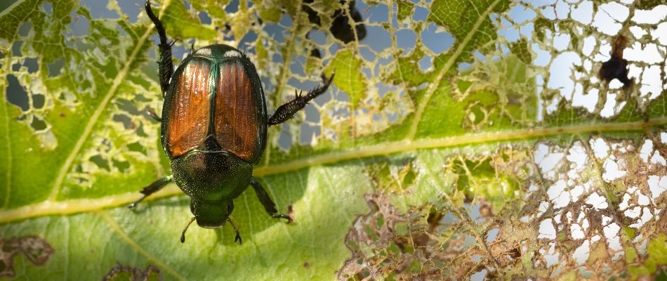 Damaged plant leaf in Memphis, TN, with a Japanese beetle.