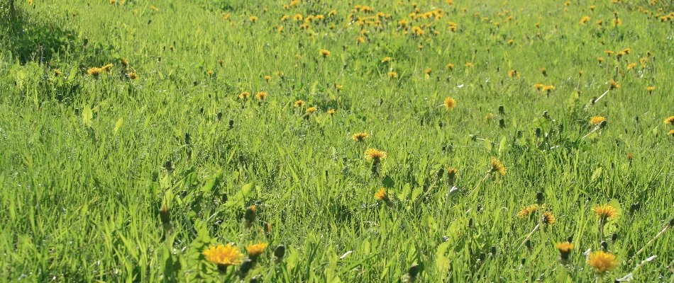 Dandelions spread across a lawn in Memphis, TN. 
