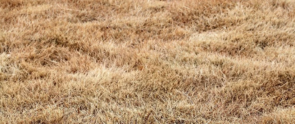 Dehydrated brown grass in Memphis, TN.