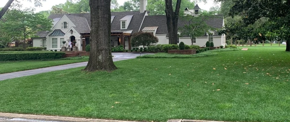 Dense green grass in Memphis, TN, with large tree trunks.