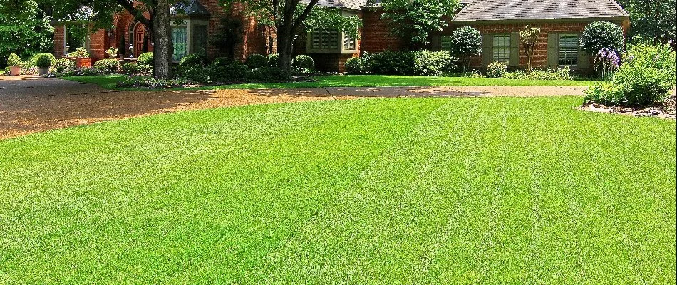 Dense lawn in Memphis, TN, with trees and shrubs.