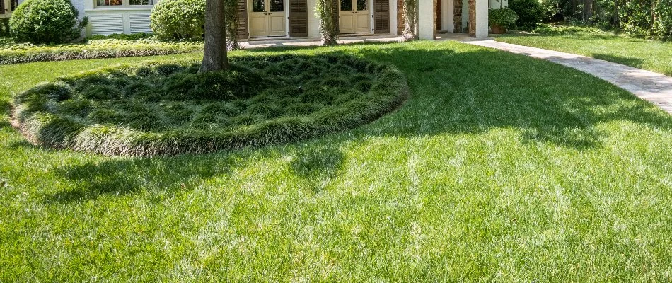 Fertilized green grass with a tree in Memphis, TN.