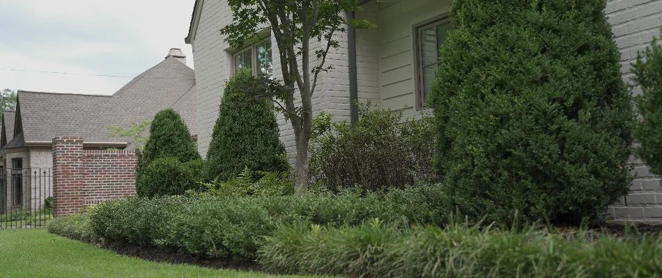 Front landscape in Memphis, TN, with green shrubs and plants.