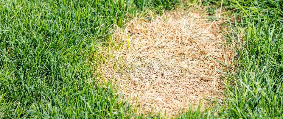 Grass in Memphis, TN, with dollar spot disease.