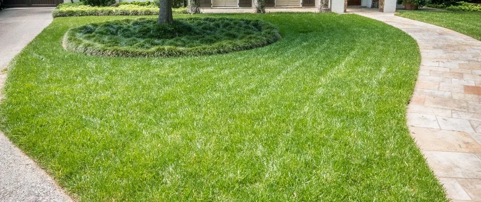 Grass in Memphis, TN, with mowing stripes.