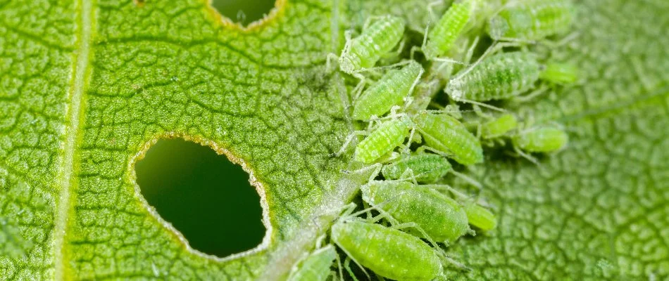 Green aphids along the stem of a plant leaf in Memphis, TN.