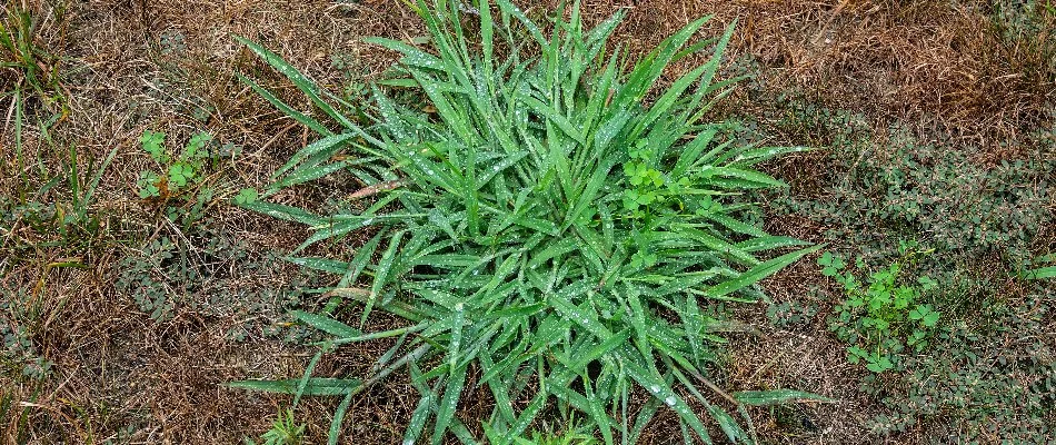 Green crabgrass weed on a brown lawn in Memphis, TN.