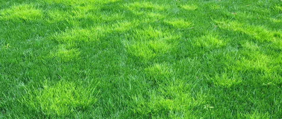 Green lawn in Memphis, TN, with patches of weeds.