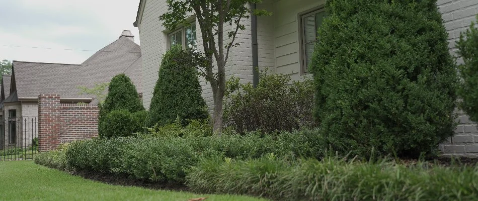 Green shrubs and plants in a landscape in front of a house in Memphis, TN.