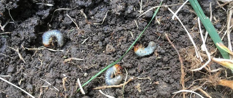 Grubs in a patch of soil in Memphis, TN.