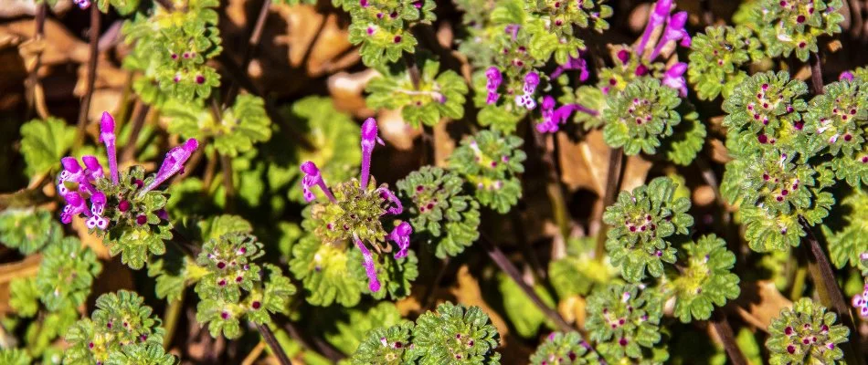 Henbit in a lawn in Memphis, TN.