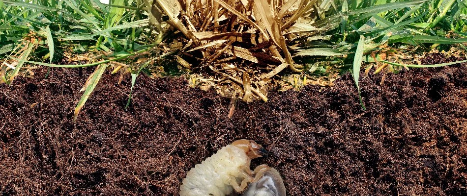 A grub in soil in Memphis, TN, feeding on the roots of grass.
