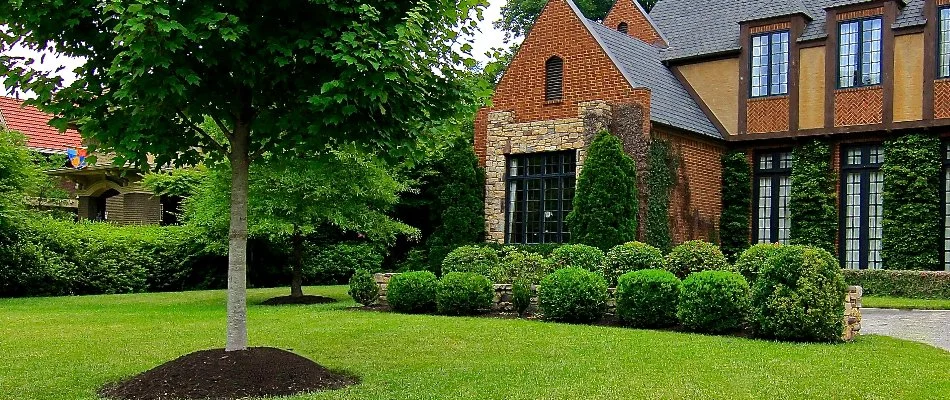 Healthy, green trees and shrubs in a yard in Memphis, TN.