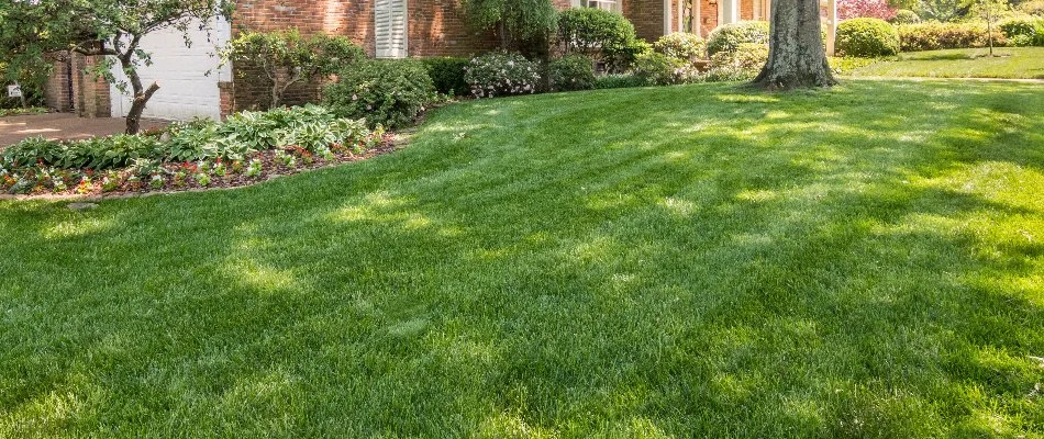 Healthy lawn in Memphis, TN, with nearby plants.