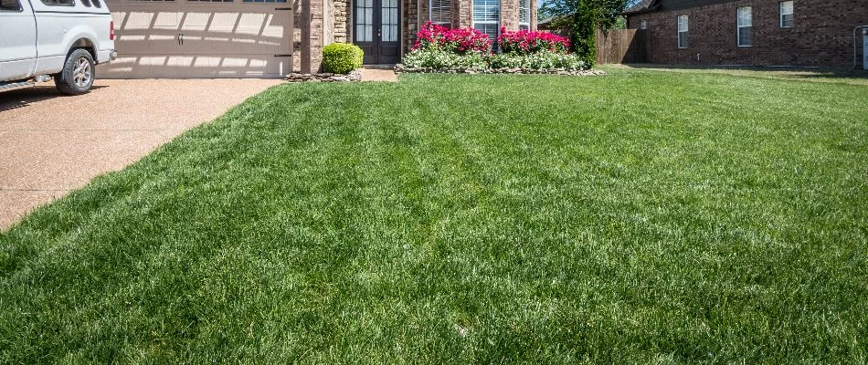 A vibrant, fertilized residential lawn in Memphis, TN, with pink flowers near the door.