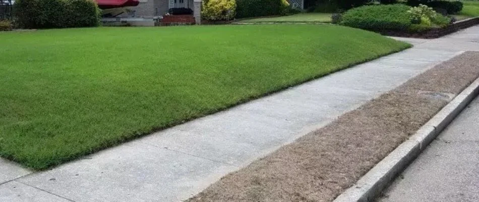 Green and brown grass in Memphis, TN.