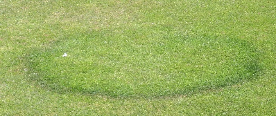 Lawn in Memphis, TN, suffering from fairy ring disease.