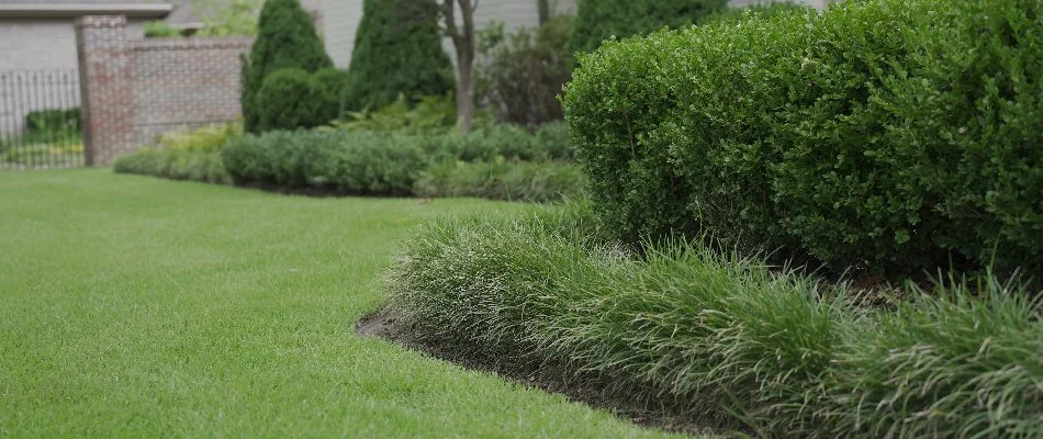 Lawn and landscape beds in Memphis, TN, with shrubs and ornamental grasses.