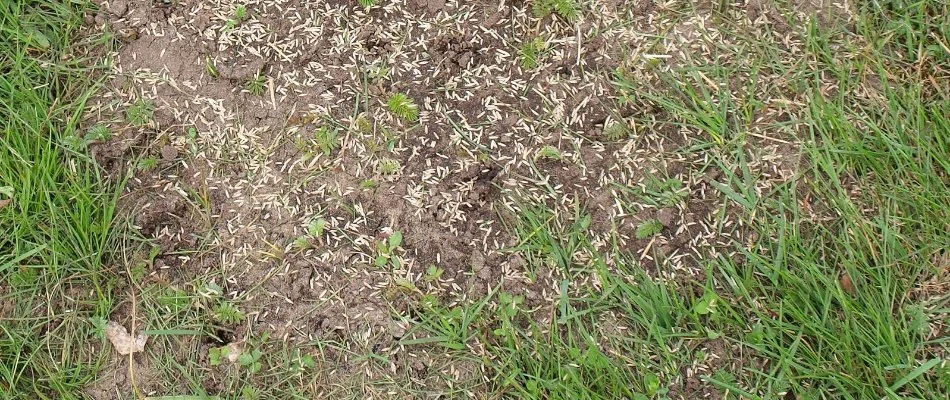Bare spots of a lawn in Memphis, TN, with seeds.