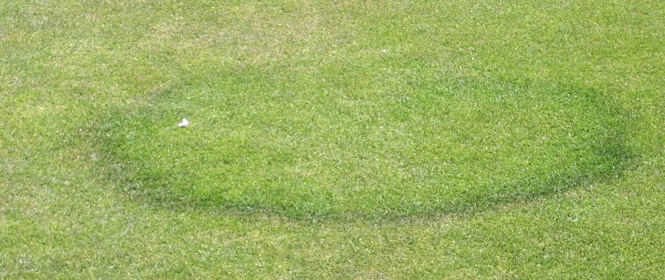 Lawn in Memphis, TN, with fairy ring disease.