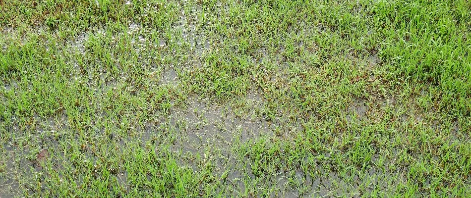 Lawn in Memphis, TN, with water puddle.