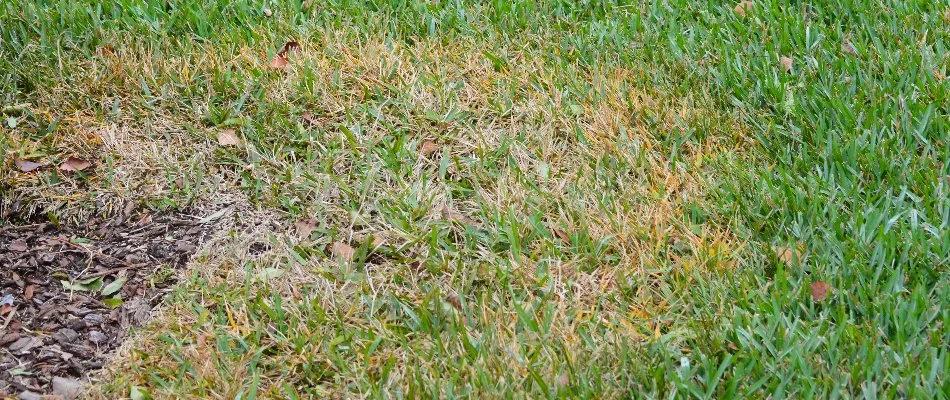 Lawn in Memphis, TN, with Zoysia patch disease.