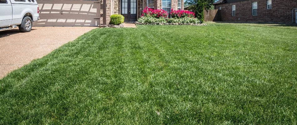 Lush, deep green grass in a front yard in Memphis, TN.