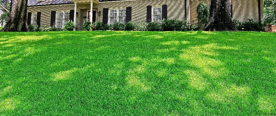 Lush fertilized grass in Memphis, TN.