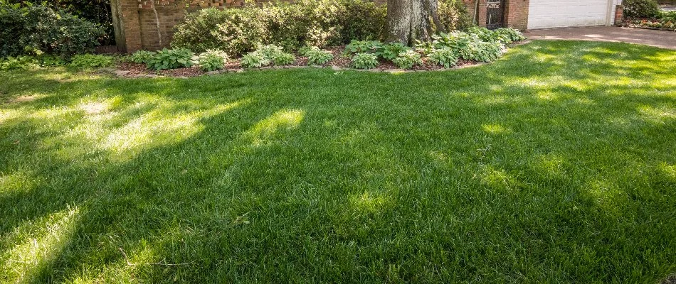 Lush green grass in Memphis, TN.