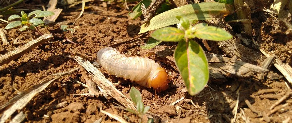 A mature grub on a lawn in Memphis, TN. 