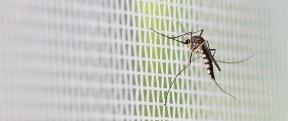 Mosquito on a net in Memphis, TN.